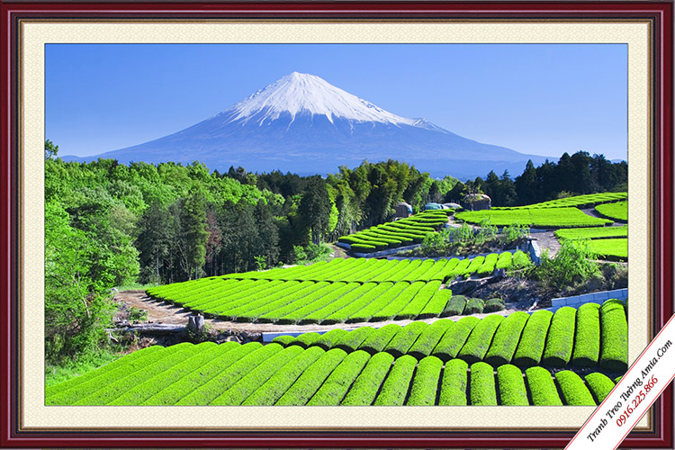 Tranh phong cảnh đồi chè xanh Nhật Bản đẹp như vẽ Amia 1671