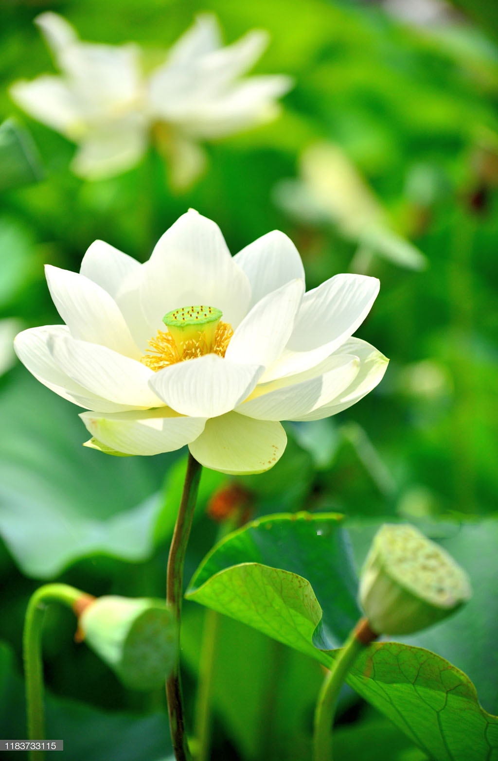 Chia sẻ 98 hình ảnh hoa sen đẹp tuyệt trần hay nhất thtantai2eduvn